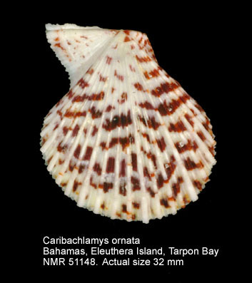 Caribachlamys ornata.jpg - Caribachlamys ornata(Lamarck,1819)
